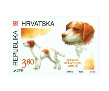 HRVATSKE AUTOHTONE PASMINE PASA - ISTARSKI OŠTRODLAKI GONIČ