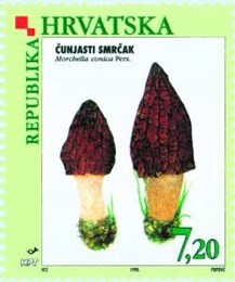 FLORA HRVATSKOGA PODRUČJA - GLJIVE - ČUNJASTI SMRČAK