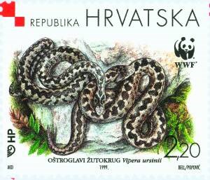 HRVATSKA FAUNA - OŠTROGLAVI ŽUTOKRUG