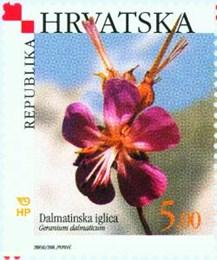HRVATSKA FLORA  - DALMATINSKA IGLICA