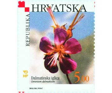 HRVATSKA FLORA  - DALMATINSKA IGLICA