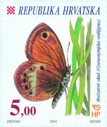 HRVATSKA FAUNA - LEPTIRI - MOČVARNI OKAŠ