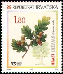 HRVATSKA FLORA - HRASTOVI - LUŽNJAK