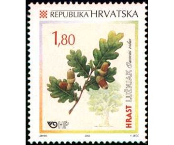HRVATSKA FLORA - HRASTOVI - LUŽNJAK