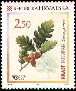 HRVATSKA FLORA - HRASTOVI - KITNJAK
