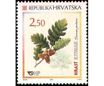 HRVATSKA FLORA - HRASTOVI - KITNJAK