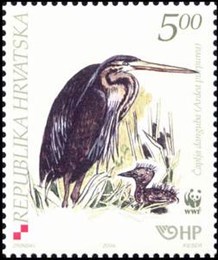 ČAPLJA DANGUBA 