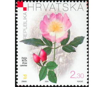 HRVATSKA FLORA - PASJA RUŽA (Rosa canina) 