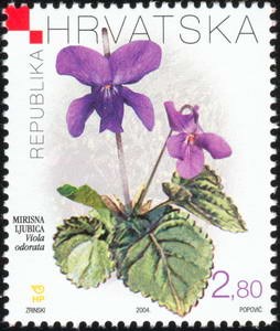 HRVATSKA FLORA - LJUBICA MIRISNA (Viola odorata)