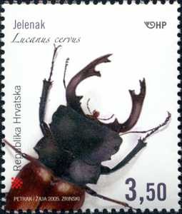 HRVATSKA FAUNA - Jelenak – Lucanus cervus  