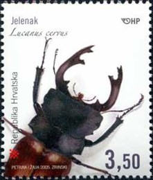 HRVATSKA FAUNA - Jelenak – Lucanus cervus  