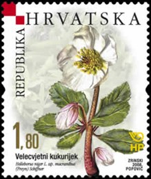 HRVATSKA FLORA - ENDEMI - Velecvjetni kukurijek 