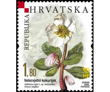 HRVATSKA FLORA - ENDEMI - Velecvjetni kukurijek 
