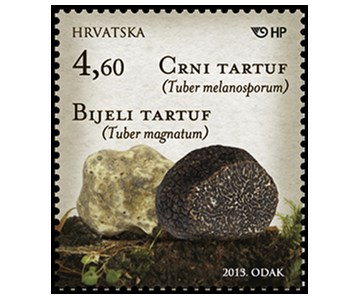 GLJIVE -  Bijeli i crni tartuf
