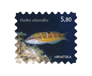 HRVATSKO PODMORJE, Vladika arbanaška
