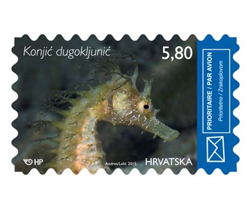 HRVATSKO PODMORJE II - KONJIĆ DUGOKLJUNIĆ