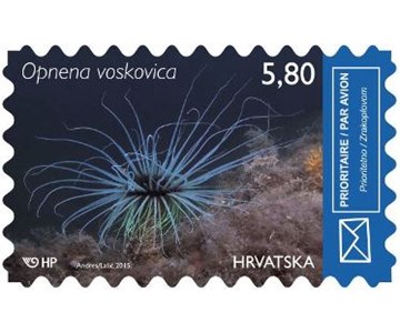 HRVATSKO PODMORJE II - OPNENA VOSKOVICA