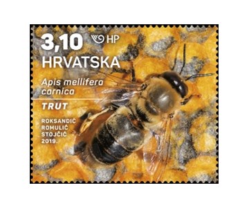 HRVATSKA FAUNA – SIVA PČELA, trut
