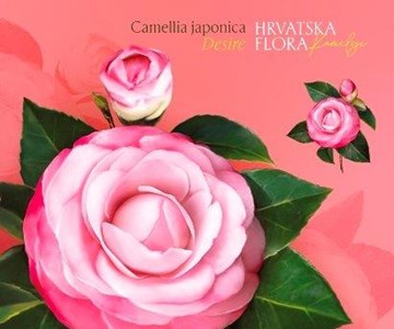 HRVATSKA FLORA – KAMELIJE, Desire