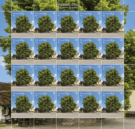 HRVATSKA FLORA,  Gupčeva lipa u Gornjoj Stubici