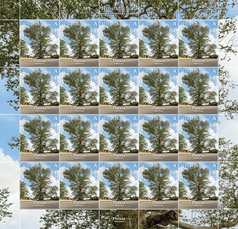 HRVATSKA FLORA, Azijska platana u Trstenom