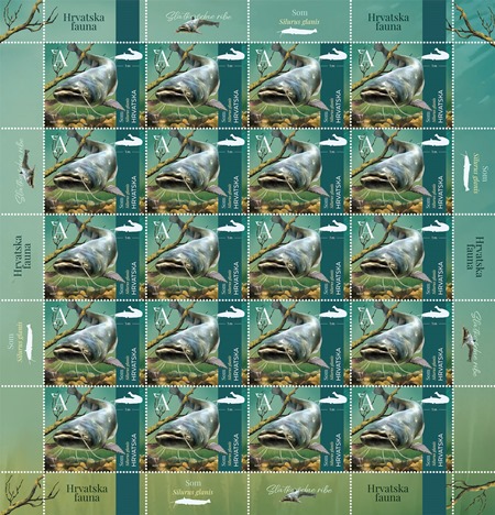 HRVATSKA FAUNA – SLATKOVODNE RIBE, Som