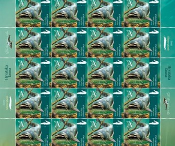 HRVATSKA FAUNA – SLATKOVODNE RIBE, Som