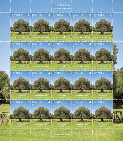 HRVATSKA FLORA, Stara maslina na Brijunima