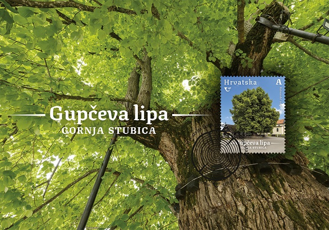 HRVATSKA FLORA,  Gupčeva lipa u Gornjoj Stubici