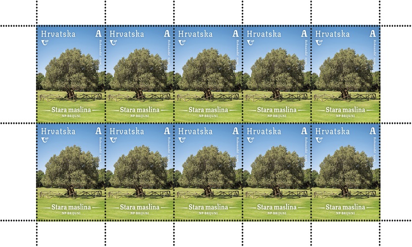 HRVATSKA FLORA, Stara maslina na Brijunima