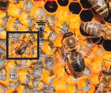 HRVATSKA FAUNA – SIVA PČELA , trut