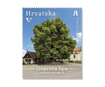 HRVATSKA FLORA,  Gupčeva lipa u Gornjoj Stubici