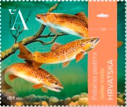 HRVATSKA FAUNA – SLATKOVODNE RIBE, Potočna pastrva 