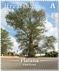 HRVATSKA FLORA, Azijska platana u Trstenom