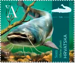 HRVATSKA FAUNA – SLATKOVODNE RIBE, Som