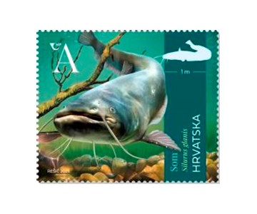 HRVATSKA FAUNA – SLATKOVODNE RIBE, Som