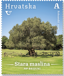 HRVATSKA FLORA, Stara maslina na Brijunima