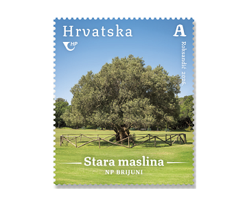HRVATSKA FLORA, Stara maslina na Brijunima