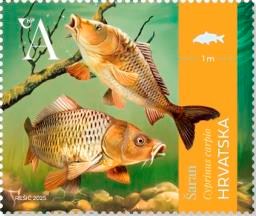 HRVATSKA FAUNA – SLATKOVODNE RIBE, Šaran