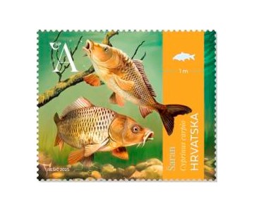 HRVATSKA FAUNA – SLATKOVODNE RIBE, Šaran