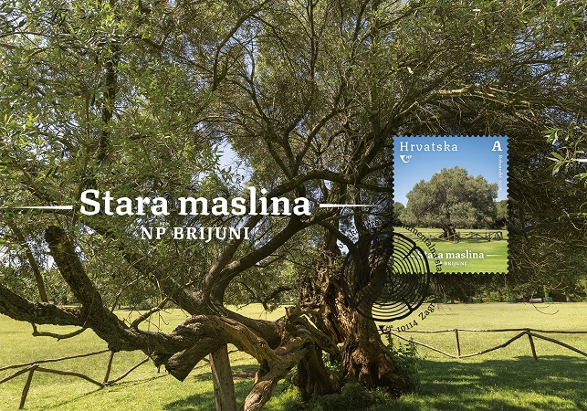 HRVATSKA FLORA, Stara maslina na Brijunima