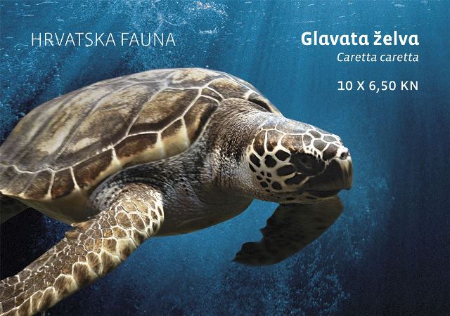 HRVATSKA FAUNA - GLAVATA ŽELVA