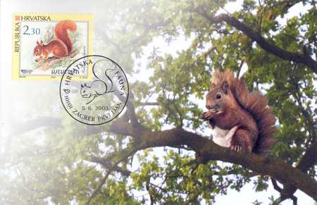 HRVATSKA FAUNA - GLODAVCI - VJEVERICA