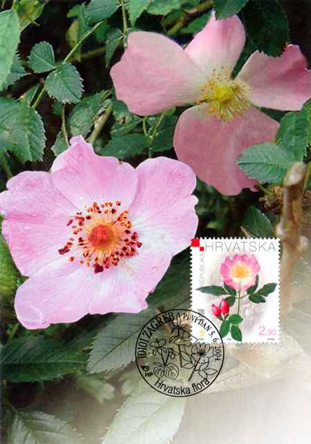 HRVATSKA FLORA - PASJA RUŽA (Rosa canina)