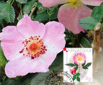 HRVATSKA FLORA - PASJA RUŽA (Rosa canina)