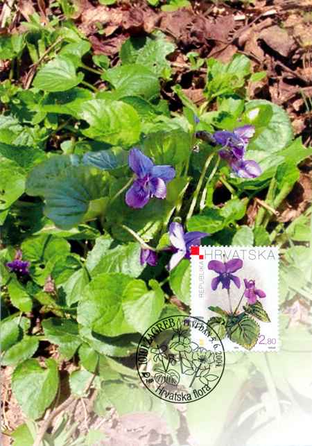 HRVATSKA FLORA - LJUBICA MIRISNA (Viola odorata)