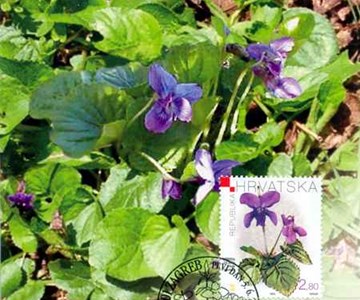 HRVATSKA FLORA - LJUBICA MIRISNA (Viola odorata)