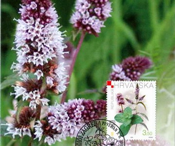 HRVATSKA FLORA - PAPRENA METVICA - Mentha piperita (L.) HUDS.